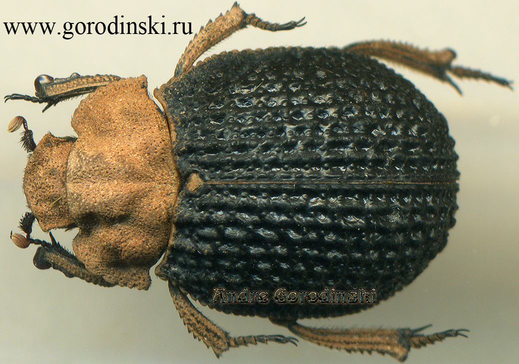 http://www.gorodinski.ru/scarabs/Trox foveolatus.jpg